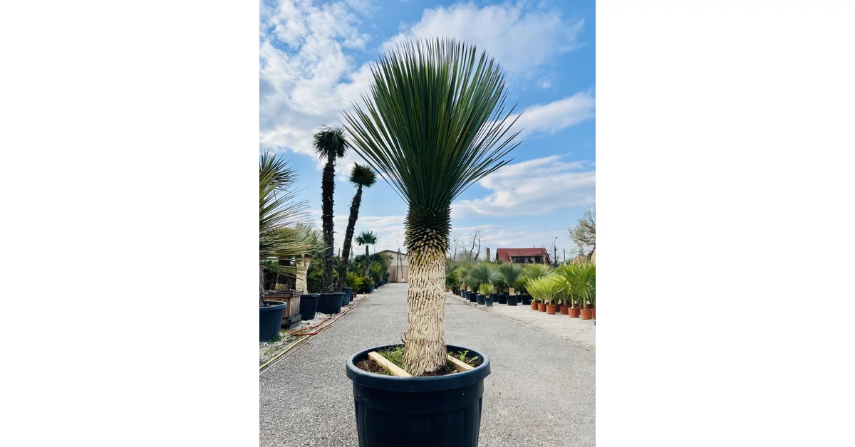 Yucca Plus Yucca