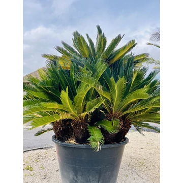 Óriás Cycas Revoluta szobor csoport több törzzsel