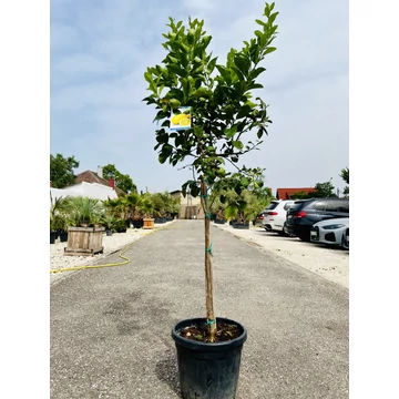 Citrus limon termő citromfa