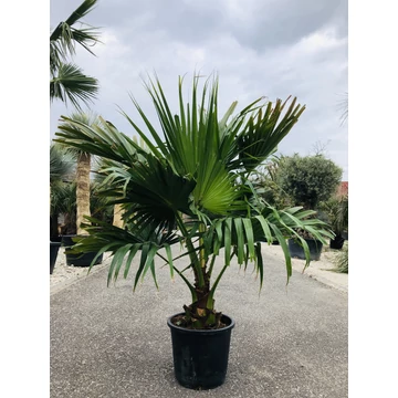 Livistona Chinensis - Kínai legyezőpálma 150-180cm