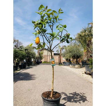 Citrus Medica (Buddha keze citrom)