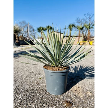 Yucca Rostrata 40-50cm