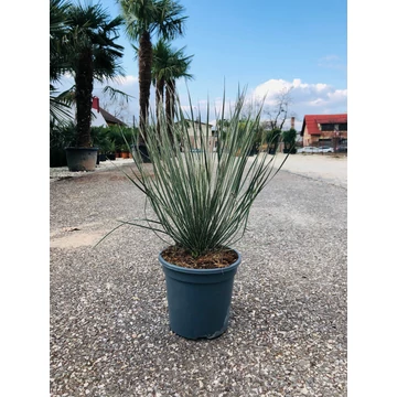 Yucca Elata 60-70cm
