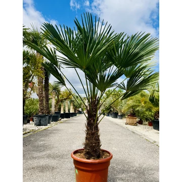 Japán Kenderpálma (Trachycarpus wagnerianus) 50-60cm törzzsel