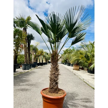 Japán Kenderpálma (Trachycarpus wagnerianus) 60-70cm törzzsel