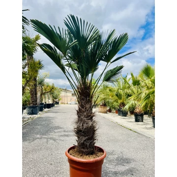 Japán Kenderpálma (Trachycarpus wagnerianus) 70-80cm törzzsel