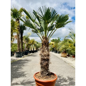 Japán Kenderpálma (Trachycarpus wagnerianus) 80-90cm törzzsel