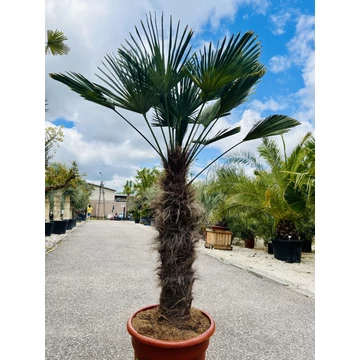 Japán Kenderpálma (Trachycarpus wagnerianus) 90-100cm törzzsel