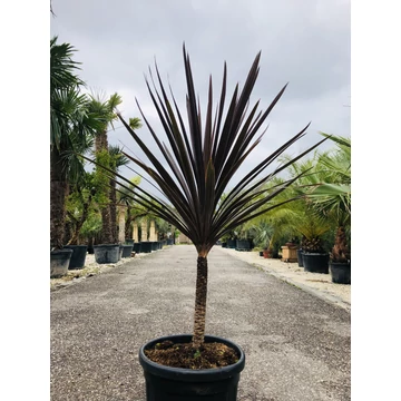 Cordyline Red Star 130-140cm