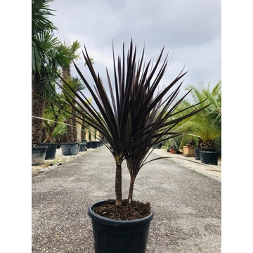 Cordyline Red Star 130-140cm dupla törzzsel