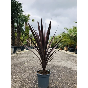 Cordyline Red Star 80-90cm