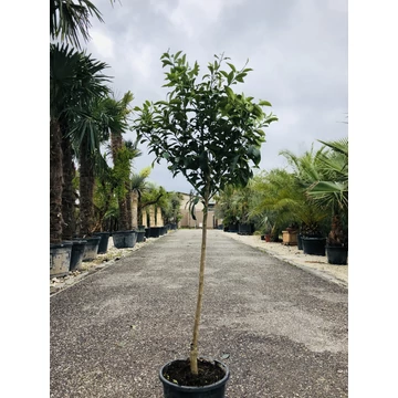 Kumquat (termő) törpemandarin 160-170cm