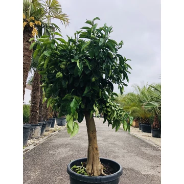 Sinensis édes narancsfa (termő) 1.