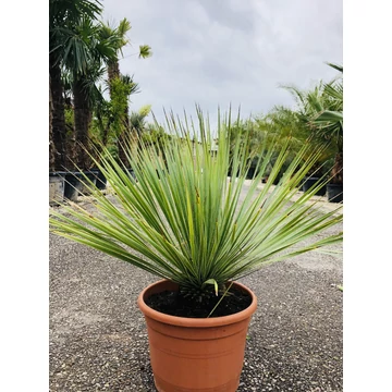 Yucca Rostrata 70-80cm Extra