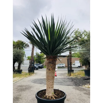 Dracaena Draco (Kanári sárkányfa) 200-210cm