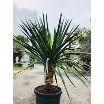 Dracaena Draco (Kanári sárkányfa) 150-160cm