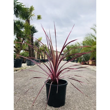 Cordyline Red Star 'Salsa' 90-100cm