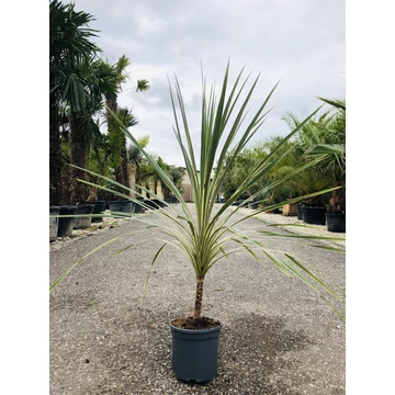 Cordyline Torbay Dazzler 110-120cm