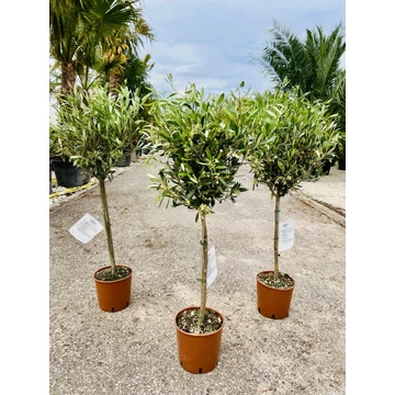 Olea Europaea 110-130cm