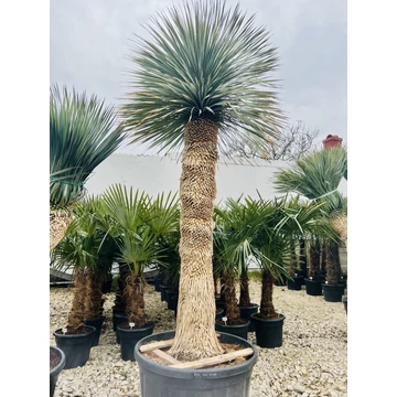 Yucca Rostrata 170-180cm törzzsel, 300cm teljes magasság