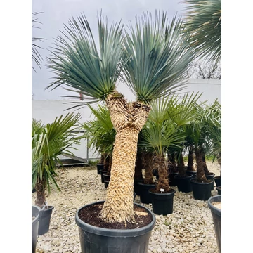Yucca Rostrata dupla fejjel 120cm törzzsel, 220-230cm teljes magasság