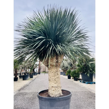 Yucca Rostrata multifej 6! fejjel 110-120cm törzzsel, 230cm teljes magasság