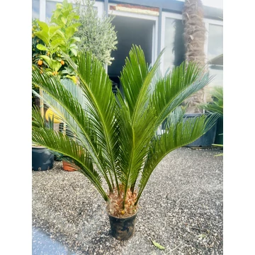 Cycas Revoluta 70-80cm