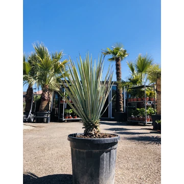 Yucca Rigida 80-90cm