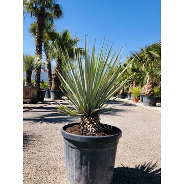 Yucca Rigida 70-80cm
