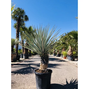 Yucca Rigida 120-130cm