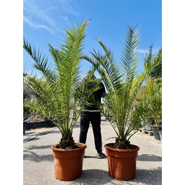 Phoenix Canariensis (Kanári datolyapálma) 180-200cm