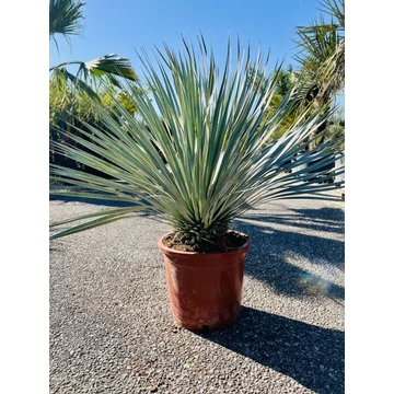 Yucca Rostrata Blue Swan 80-90cm teljes magasság