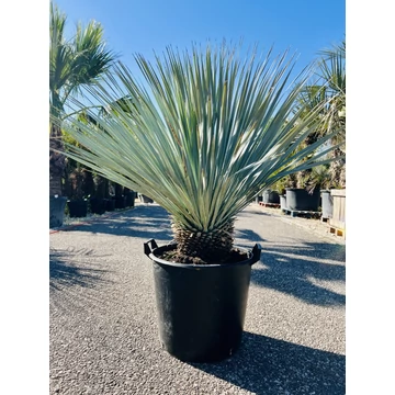 Yucca Rostrata Blue Swan 110-120cm teljes magasság