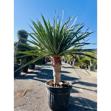 Dracaena Draco (Kanári sárkányfa) 150-170cm