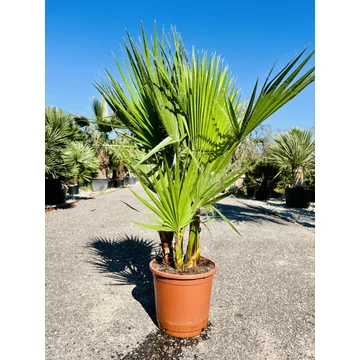 Washingtonia Robusta csoport 110-130cm teljes magasság