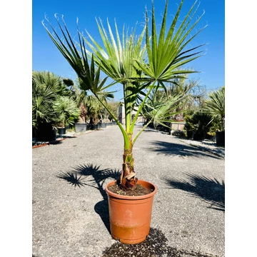 Washingtonia Robusta 100-120cm teljes magasság