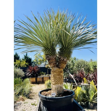 Yucca Rostrata 2 fejjel, 180cm teljes magasság