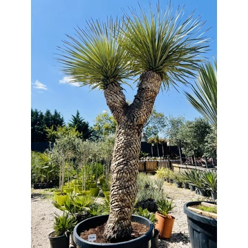 Yucca Rostrata dupla fejjel, 240cm teljes magasság