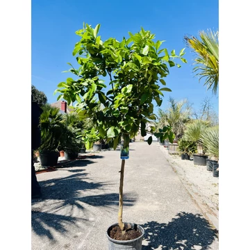 Citrus latifolia - Lime (termő) 170-180cm teljes magasság