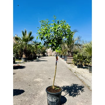 Kumquat (termő) törpemandarin 150-160cm teljes magasság