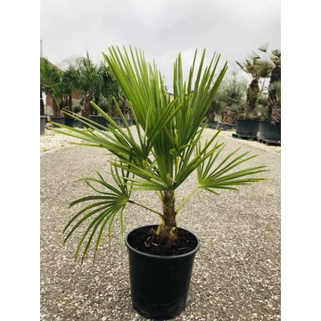 Kínai kenderpálma (trachycarpus fortunei) 60-70cm