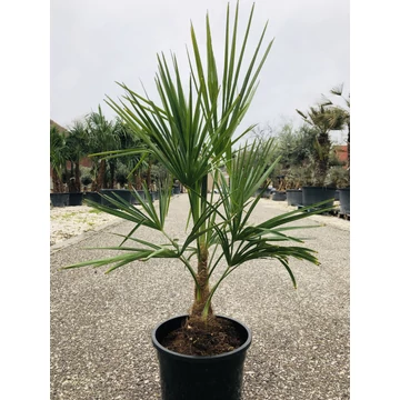Kínai kenderpálma (trachycarpus fortunei) 80-100cm