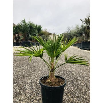 Japán Kenderpálma (Trachycarpus wagnerianus) 45-55cm