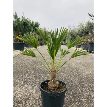 Japán Kenderpálma (Trachycarpus wagnerianus) 60-70cm
