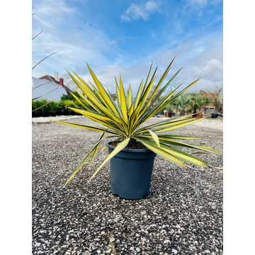 Yucca Filamentosa Colour Guard 40-50cm