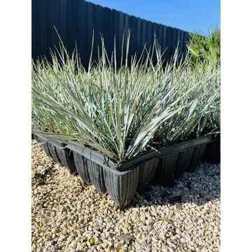 Yucca Rostrata 40-50cm tálcás cserépből
