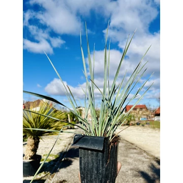 Yucca Rostrata 40-50cm tálcás cserépből