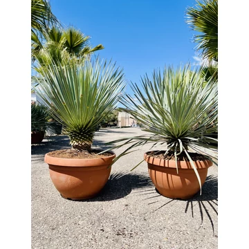 Yucca Rostrata 80-90cm 