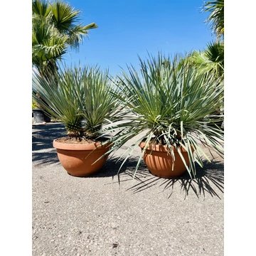 Yucca Rostrata dupla törzzsel 70-90cm teljes magasság