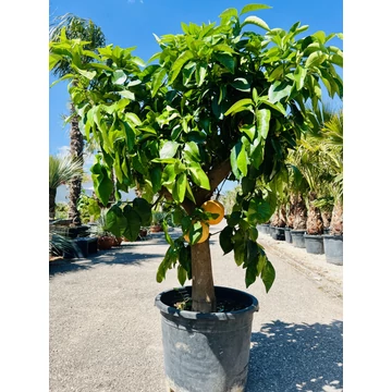 Citrus paradisi termő grapefruit fa 160cm teljes magasság